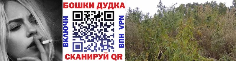 как найти наркотики  Новое Девяткино  Каннабис ГИДРОПОН 